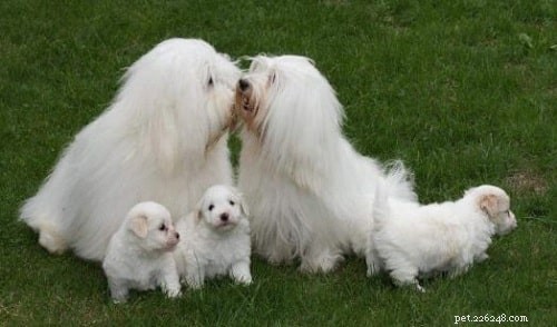 Coton de Tulear: Playful Companion & Care Tips