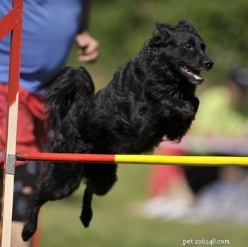 Croatian Sheepdog: Traits, Temperament & Ideal Living Conditions