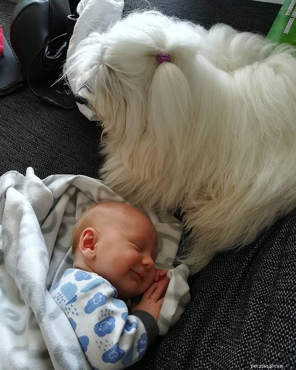 Coton de Tulear: Playful Companion & Care Tips