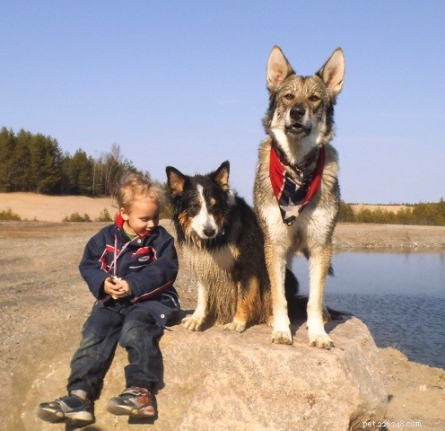Czechoslovakian Vlcak: Understanding Their Wolf-Like Behavior & Care Requirements