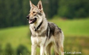 Czechoslovakian Vlcak: Understanding Their Wolf-Like Behavior & Care Requirements