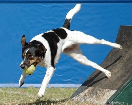 Danish-Swedish Farmdog: Temperament, Energy & Ideal Owners