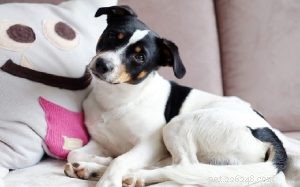 Danish-Swedish Farmdog: Temperament, Energy & Ideal Owners