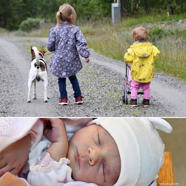 Danish-Swedish Farmdog: Temperament, Energy & Ideal Owners
