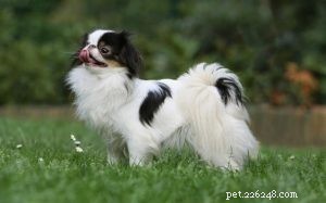 Japanese Chin Behavior: Royal Traits & Ideal Family Companion