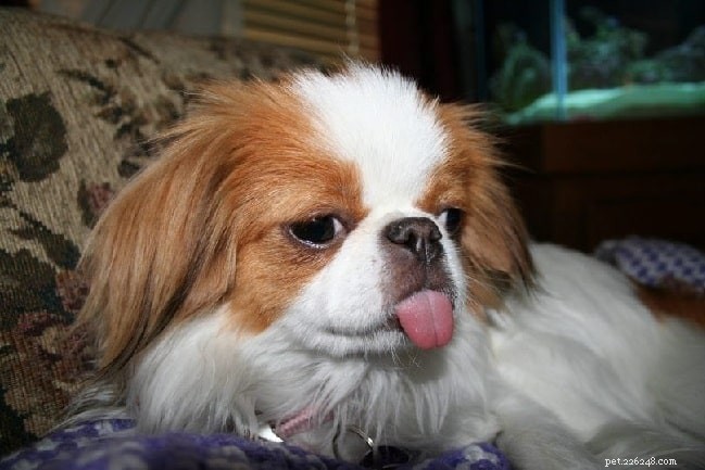 Japanese Chin Behavior: Royal Traits & Ideal Family Companion