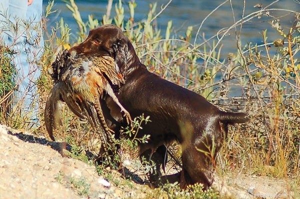 Understanding Field Spaniel Behavior: Traits, Training, and Family Life