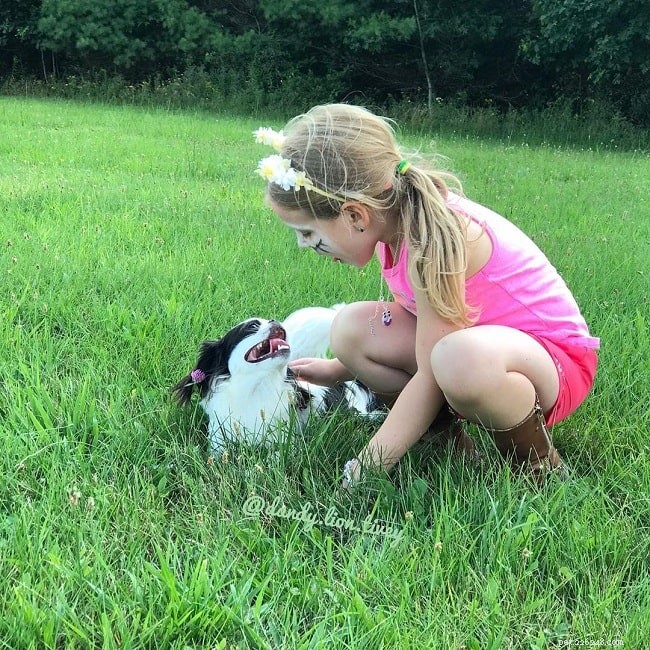 Japanese Chin Behavior: Royal Traits & Ideal Family Companion
