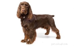 Understanding Field Spaniel Behavior: Traits, Training, and Family Life