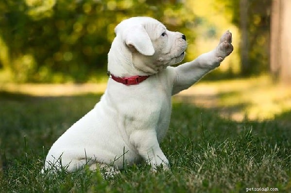 Understanding Dogo Argentino Behavior: Traits, Training, and Family Compatibility