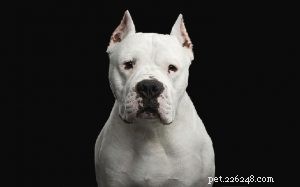 Understanding Dogo Argentino Behavior: Traits, Training, and Family Compatibility