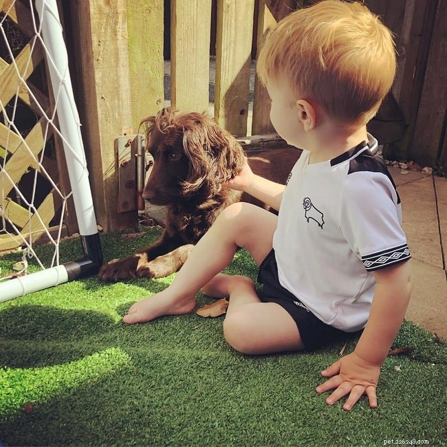 Understanding Field Spaniel Behavior: Traits, Training, and Family Life