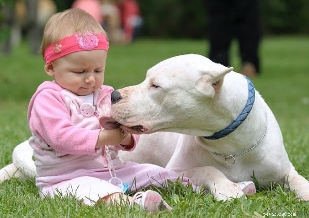 Understanding Dogo Argentino Behavior: Traits, Training, and Family Compatibility