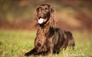 German Longhaired Pointer: Temperament, Energy, and Ideal Living Conditions