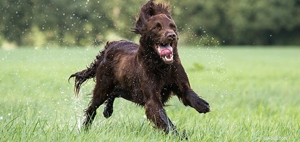 German Longhaired Pointer: Temperament, Energy, and Ideal Living Conditions