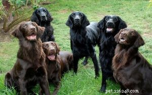 Flat‑Coated Retriever Behavior: A Complete Guide to Their Personality & Family Life