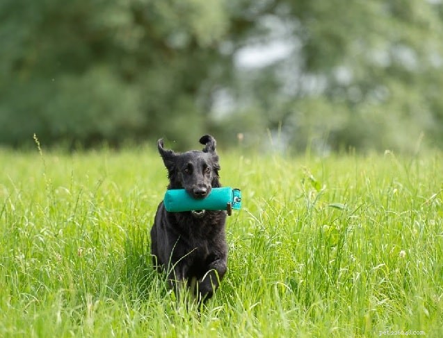 Flat‑Coated Retriever Behavior: A Complete Guide to Their Personality & Family Life