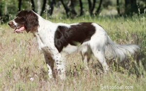 French Spaniel Traits: A Guide to Their Personality and Care