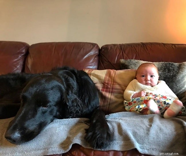 Flat‑Coated Retriever Behavior: A Complete Guide to Their Personality & Family Life