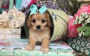 Understanding Cavachon Dog Behavior: Temperament, Training & Care
