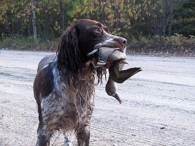 French Spaniel Traits: A Guide to Their Personality and Care