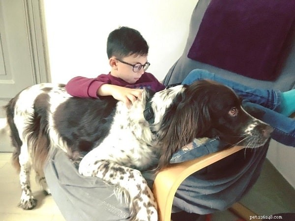 French Spaniel Traits: A Guide to Their Personality and Care