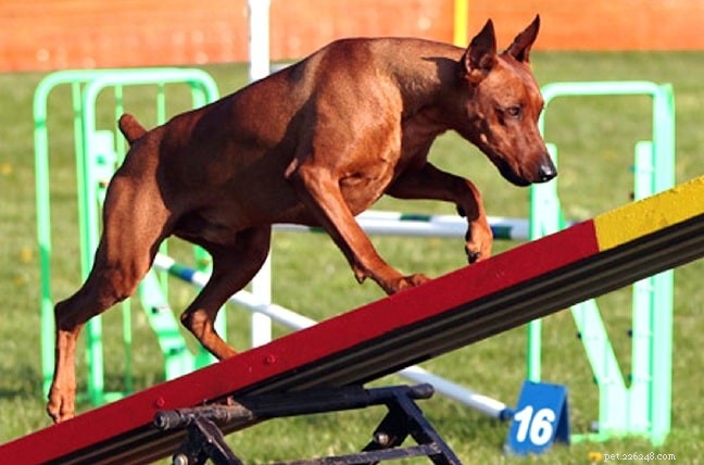German Pinscher: Traits, Temperament, and Training