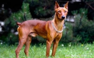 German Pinscher: Traits, Temperament, and Training