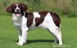 Understanding the Drentsche Patrijshond: Behavior, Training, and Lifestyle
