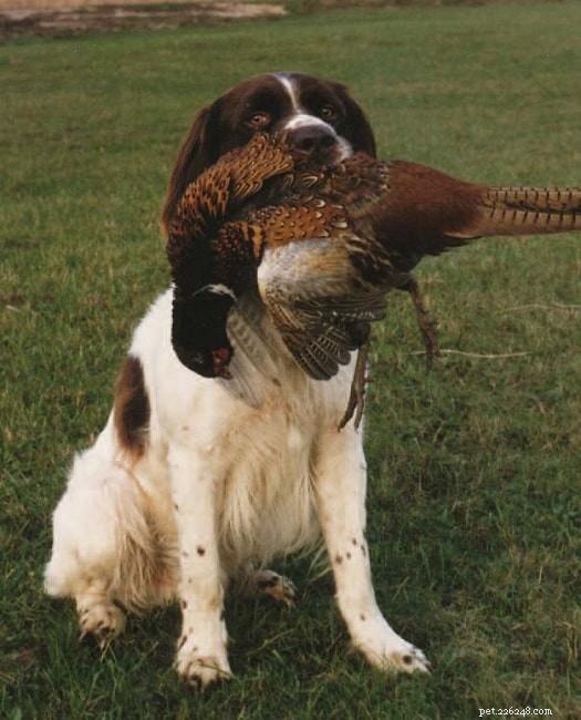 Understanding the Drentsche Patrijshond: Behavior, Training, and Lifestyle