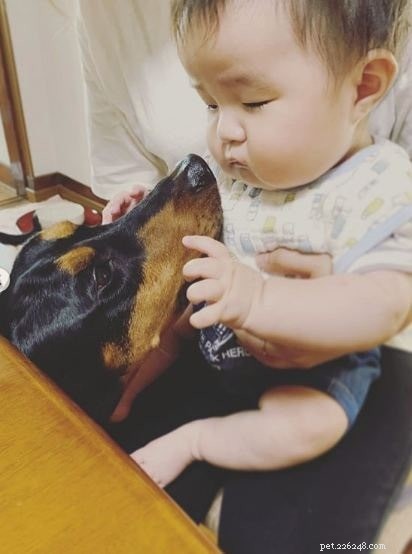 German Pinscher: Traits, Temperament, and Training