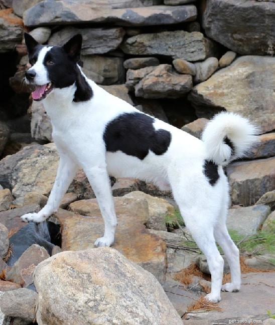 Canaan Dog Behavior: Traits, Training, and Care Guide