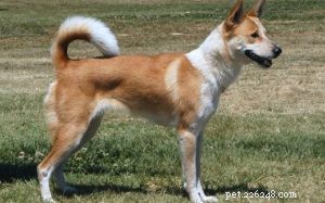 Canaan Dog Behavior: Traits, Training, and Care Guide