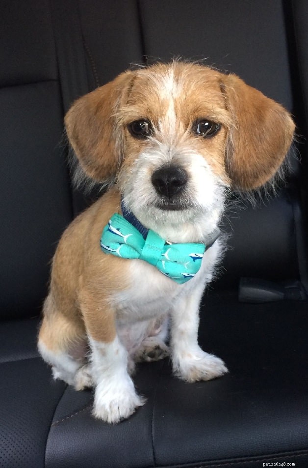Bea-Tzu (Beagle × Shih Tzu) Traits & Care Guide