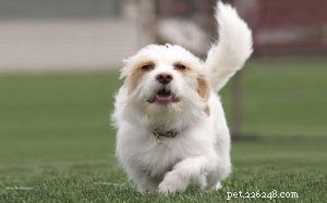 Bea-Tzu (Beagle × Shih Tzu) Traits & Care Guide