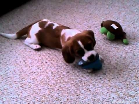 Bea-Tzu (Beagle × Shih Tzu) Traits & Care Guide