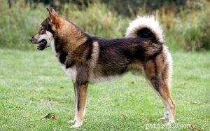 East Siberian Laika: Behavior, Traits, and Care Guide