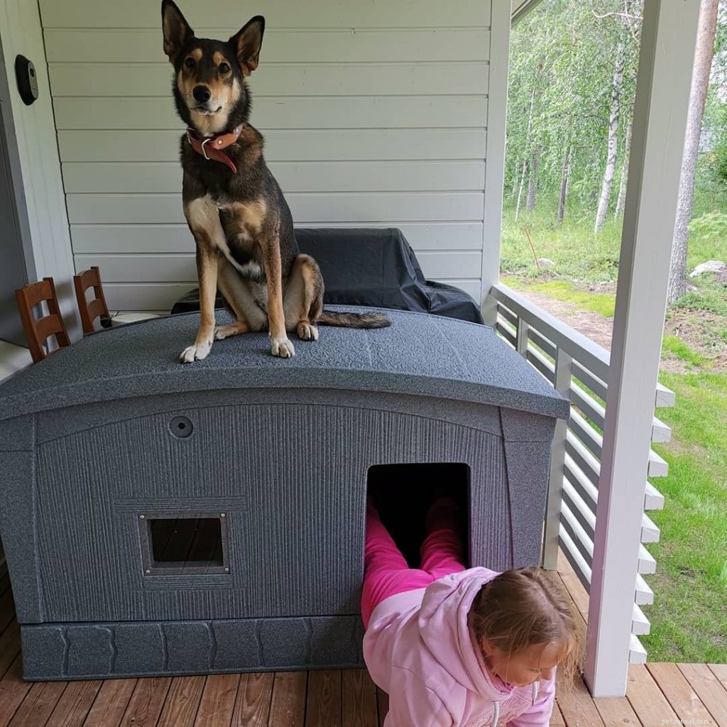 East Siberian Laika: Behavior, Traits, and Care Guide