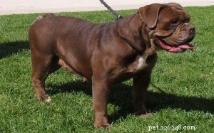 Olde Victorian Bulldogge: Gentle Guardian with a Rich Heritage