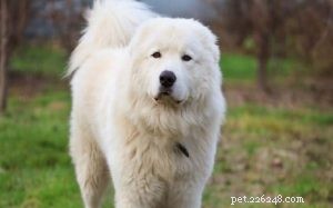 Maremma Sheepdog Traits & Care: A Comprehensive Guide for Experienced Owners