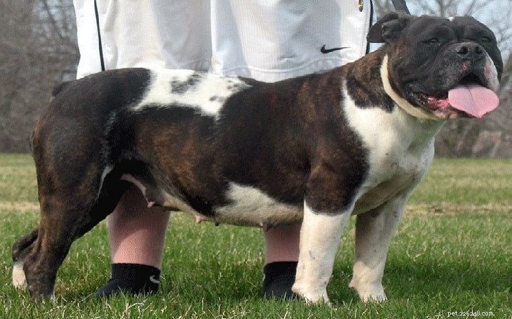Olde Victorian Bulldogge: Gentle Guardian with a Rich Heritage