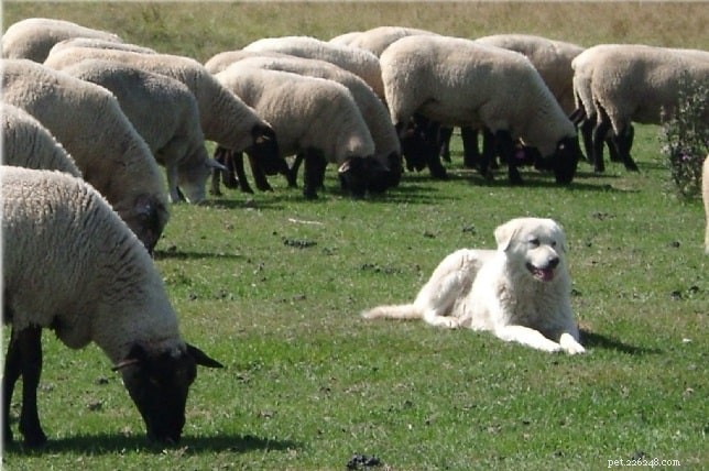 Maremma Sheepdog Traits & Care: A Comprehensive Guide for Experienced Owners