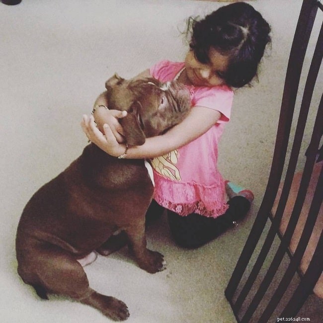 Olde Victorian Bulldogge: Gentle Guardian with a Rich Heritage