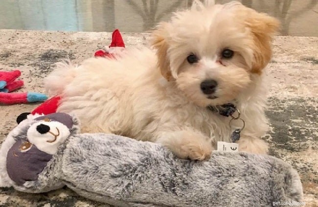 Maltipoo: The Charming Maltese‑Poodle Hybrid for Lapdogs