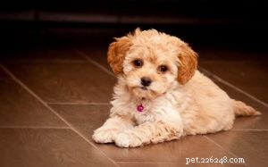 Maltipoo: The Charming Maltese‑Poodle Hybrid for Lapdogs