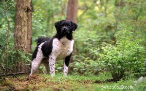 Frisian Water Dog (Wetterhoun) Behavior Guide