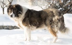 Understanding the Behavior of the Powerful Caucasian Shepherd Dog