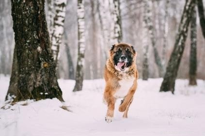 Understanding the Behavior of the Powerful Caucasian Shepherd Dog