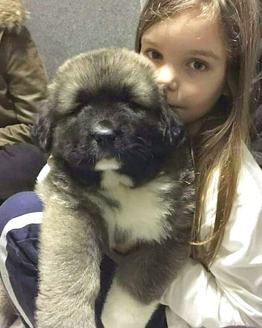 Understanding the Behavior of the Powerful Caucasian Shepherd Dog