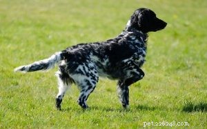 Large Münsterländer: Traits, Training, and Ideal Homes